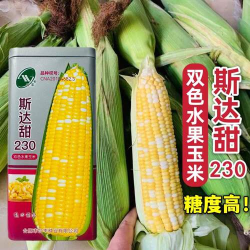斯达甜230双色水果玉米种子大棒高产甜玉米种籽耐旱春四季糯玉米