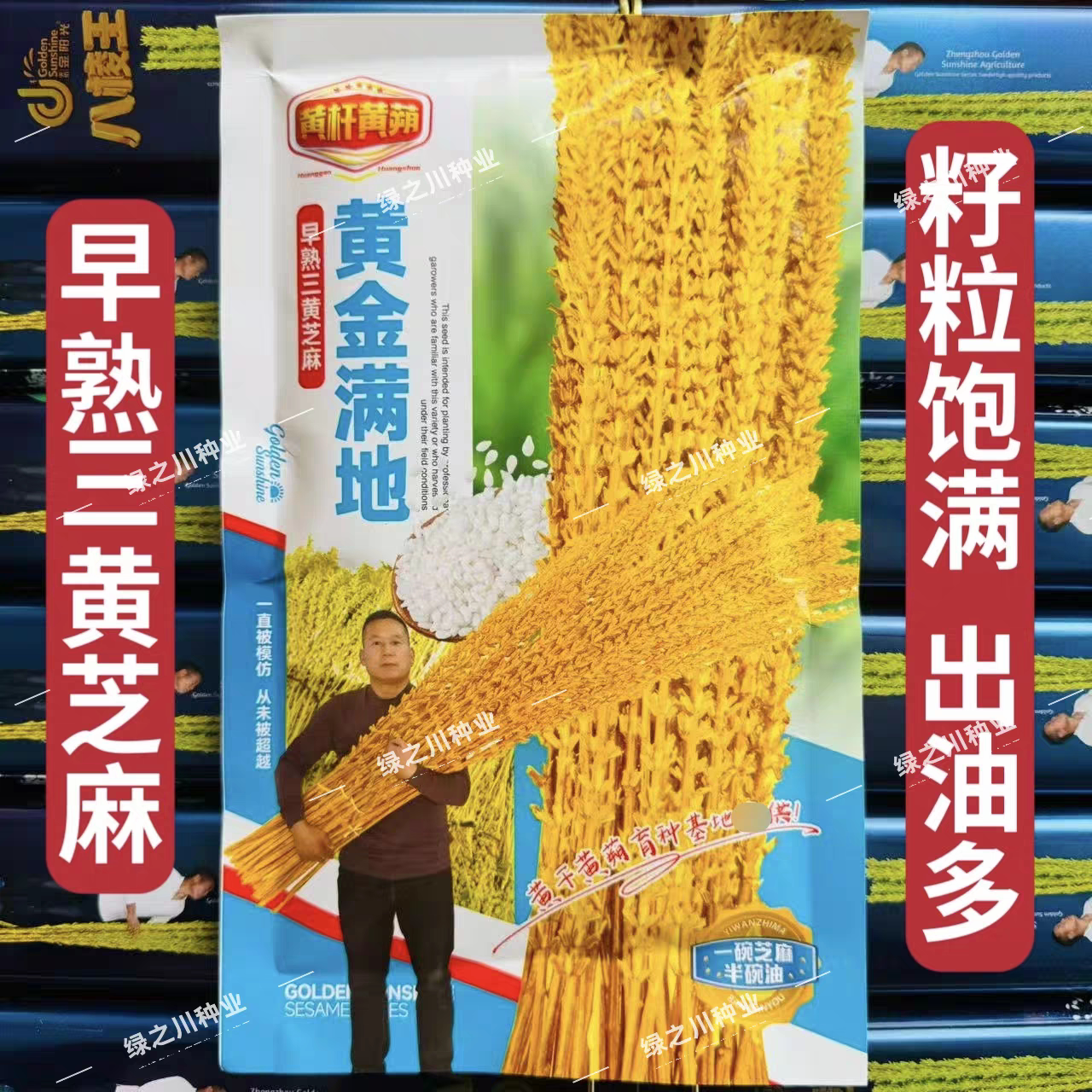 黄金满地白芝麻种子中早熟杂交三黄芝麻种子黄杆黄蒴芝麻种籽种子