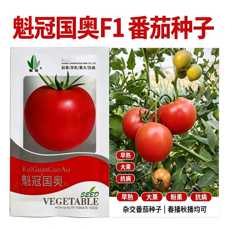 魁冠国奥番茄种子粉果早熟高秧光合效率高耐贮运口感风味好早春