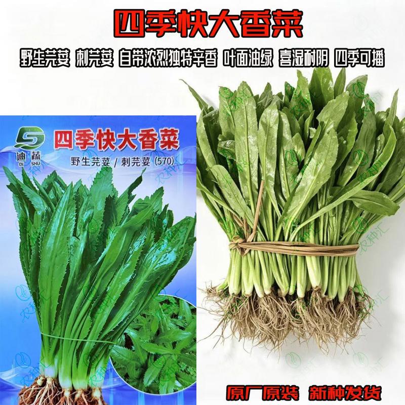 四季快大香菜种子刺芫荽野生大香菜香味浓郁四季可播特色蔬菜种籽