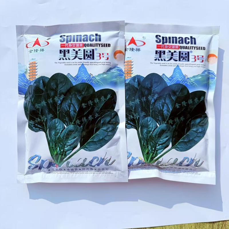 金隆祥黑美圆3号菠菜种子深绿油亮高产耐寒抗病商品性佳秋季播种