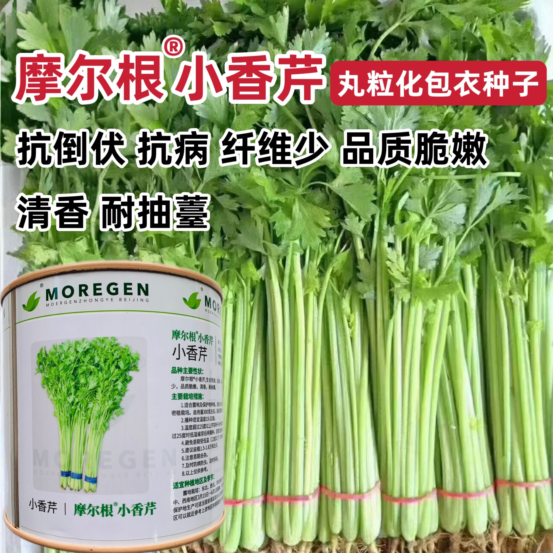 摩尔根小香芹种子粒化包衣芹菜种籽四季抗倒伏纤维少抗病脆嫩清香