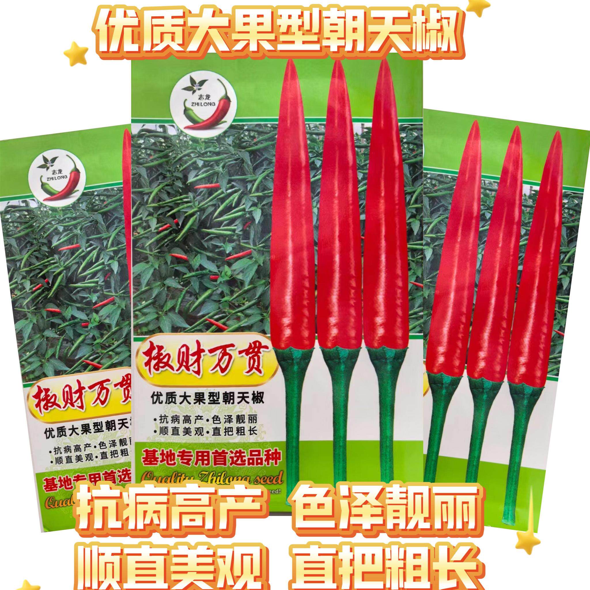 椒财万贯朝天椒种子中早熟大果型顺直型辣椒种籽高产抗病抗寒耐热