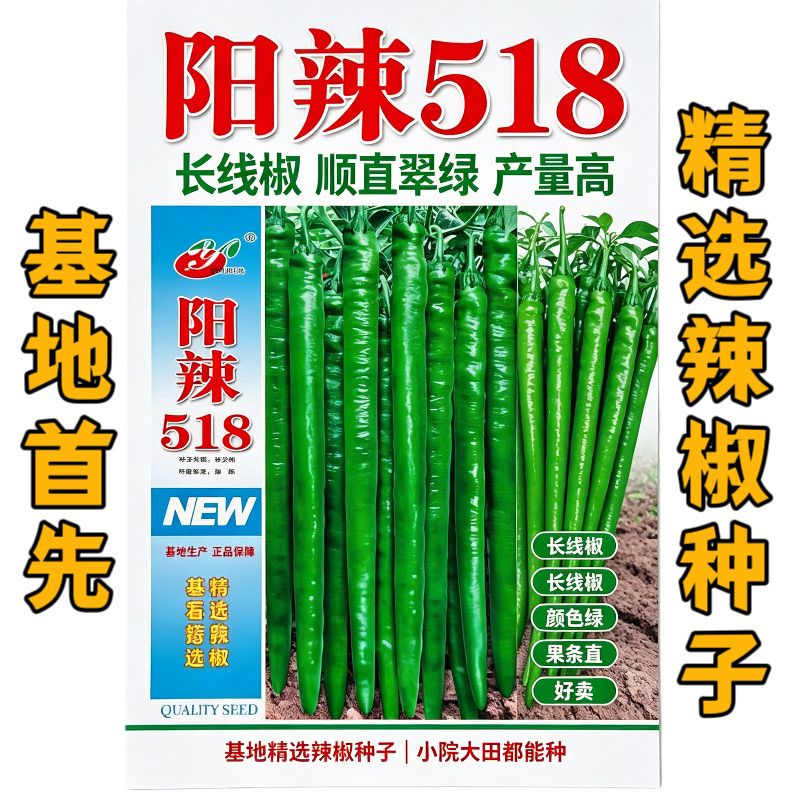 阳辣518特长线椒种子早中熟果型顺直钝尖味香辣抗病产量高春秋播