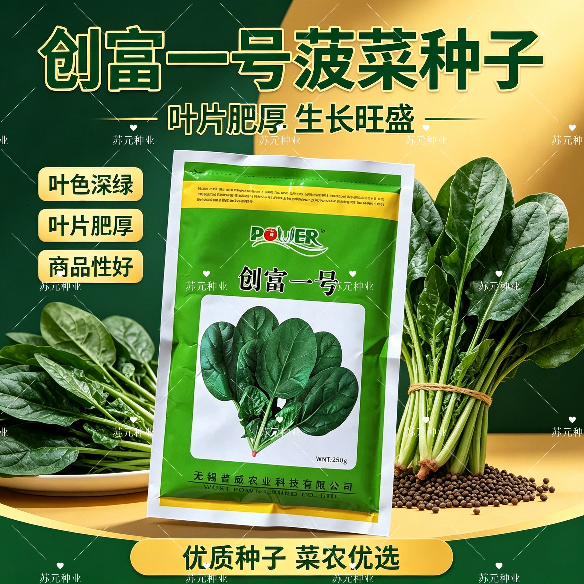 创富一号菠菜种子抗病丰产南北方春秋播四季蔬菜种子半圆叶菠菜籽