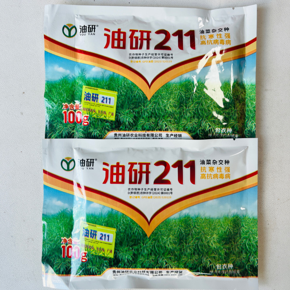 贵州211油菜花种子冬性抗寒抗倒抗病出油多秋季农家榨油专用