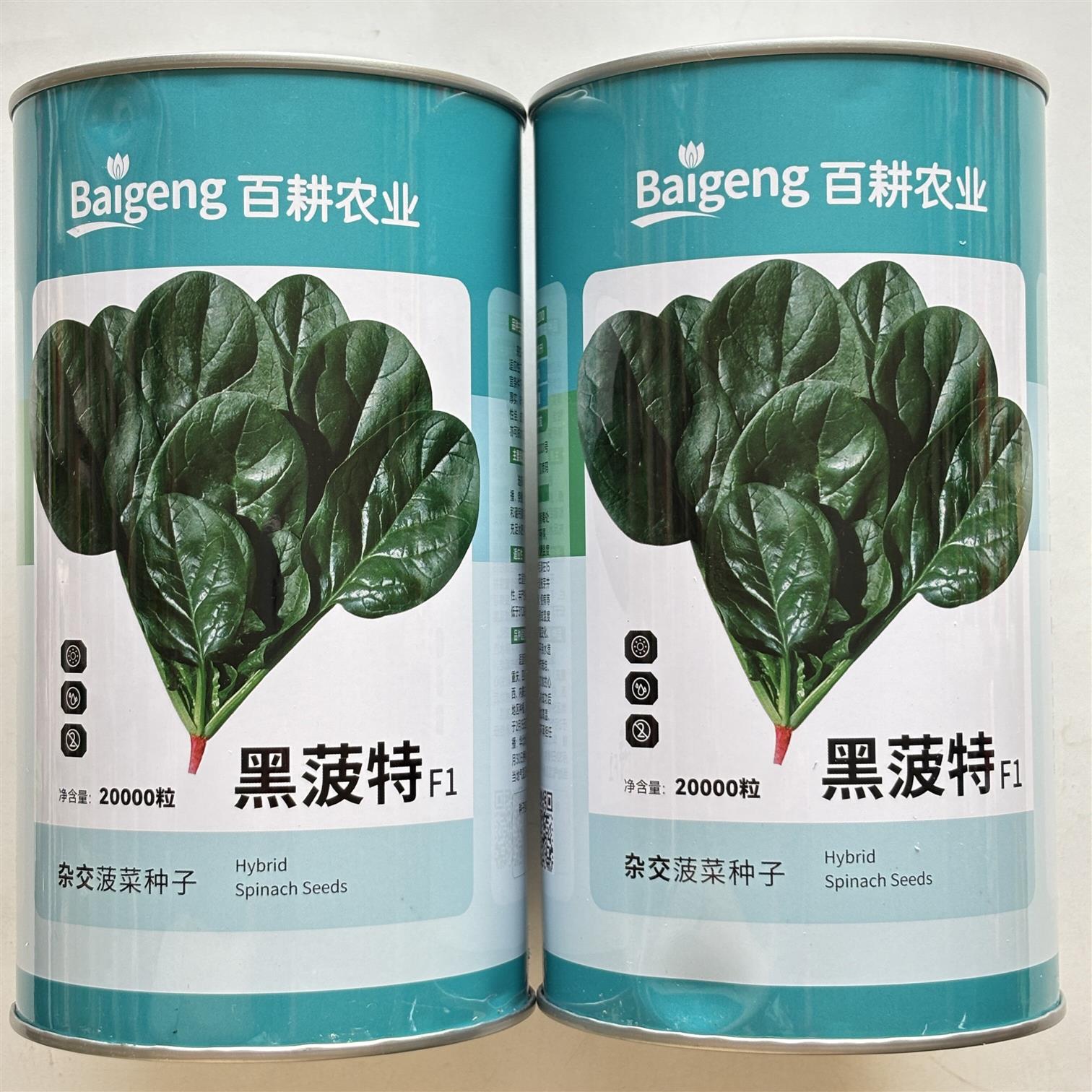 黑菠特杂交菠菜种子墨绿黑亮叶甜质嫩耐寒耐湿耐热抽苔晚菠菜