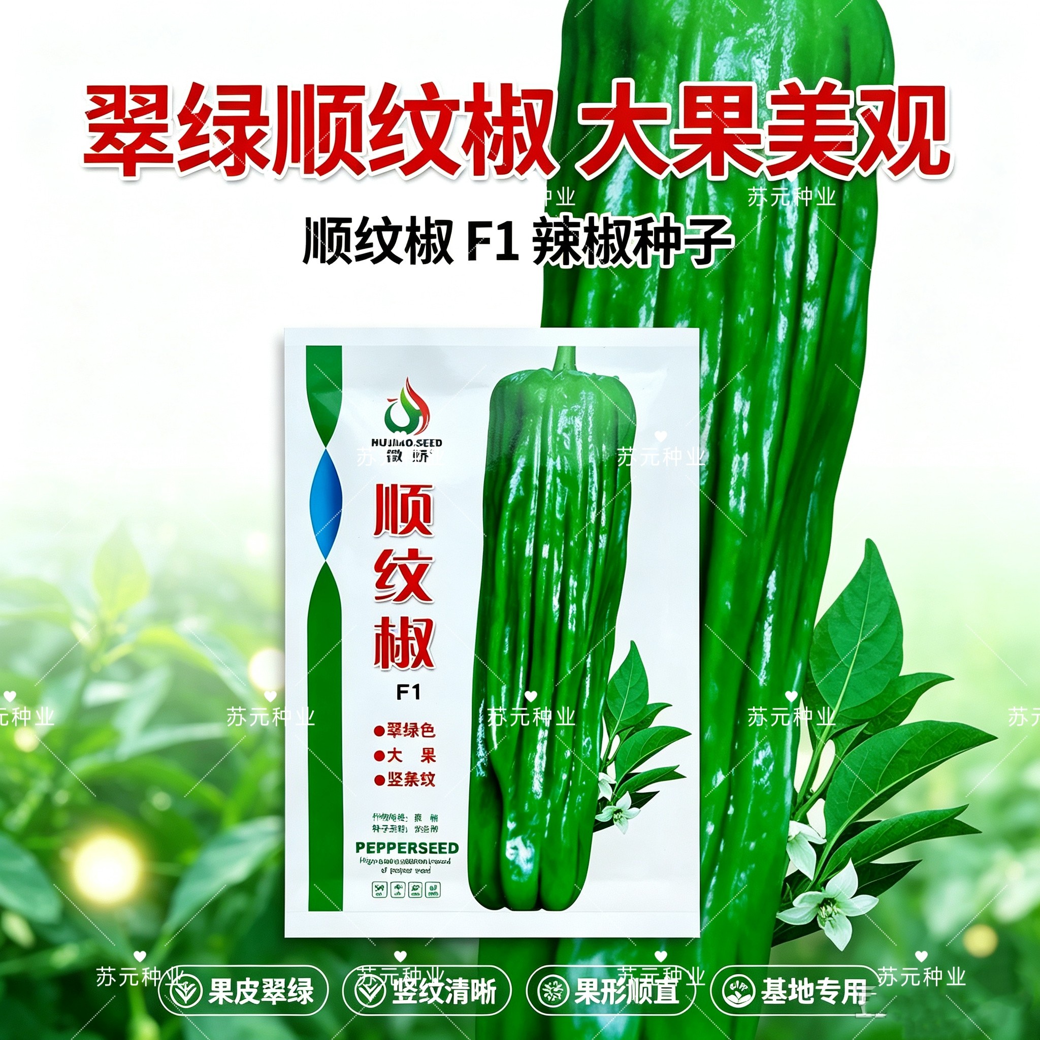 徽娇顺纹椒种子大果顺条纹早熟长灯笼椒薄皮青椒味辣春秋播马嘴型