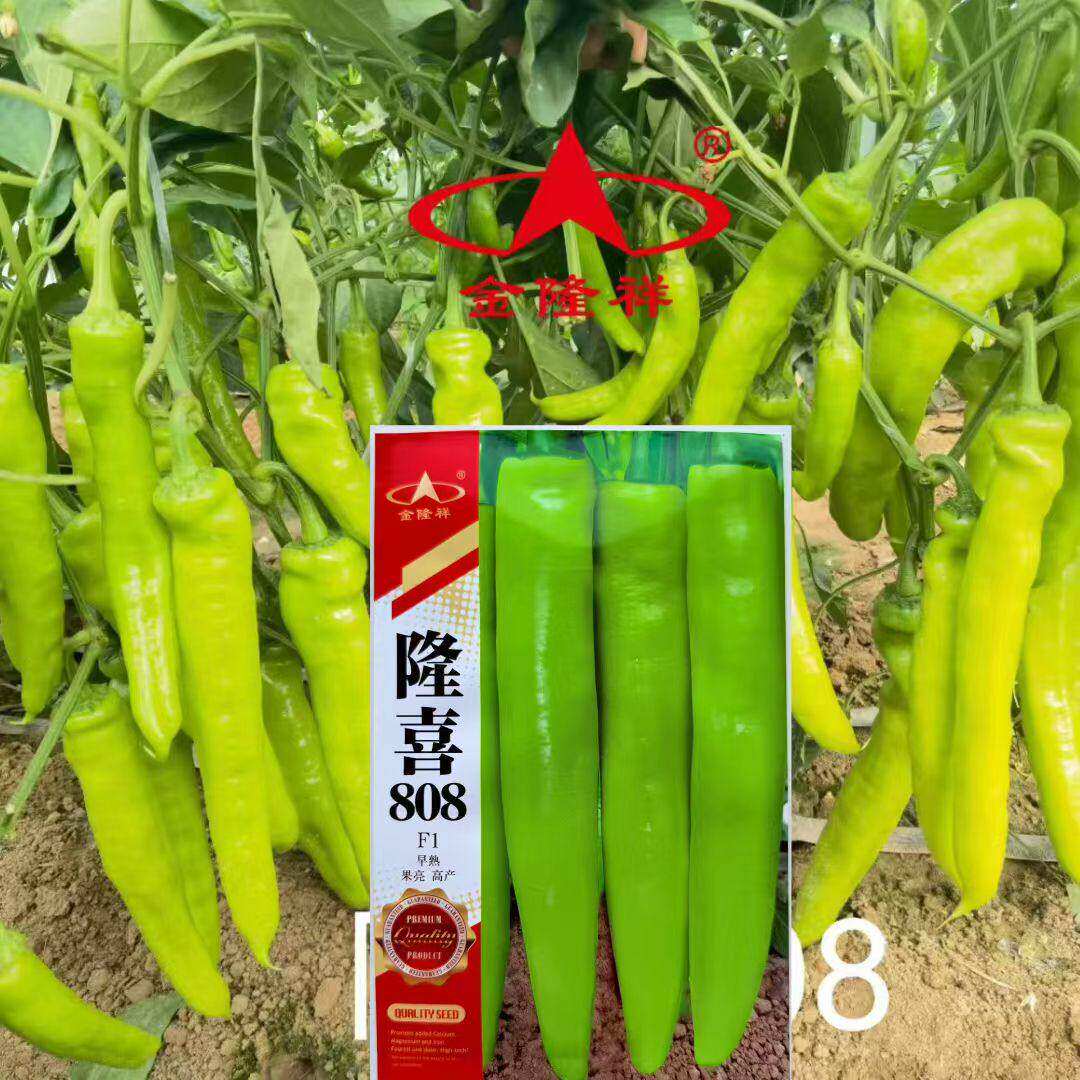 隆喜808黄皮尖椒羊角辣椒种子尖椒黄皮大果高产阳台四季盆栽早熟