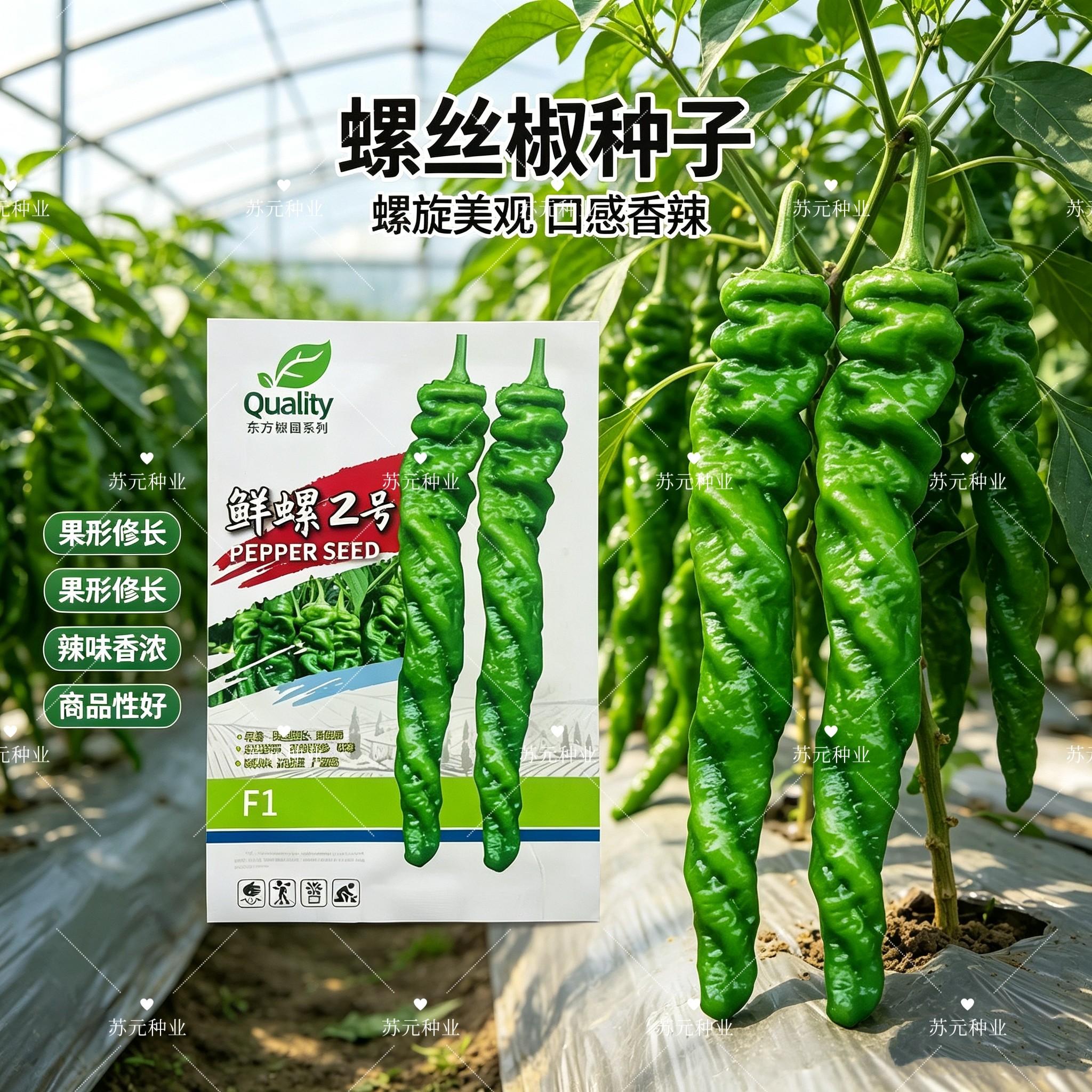 鲜螺2号辣椒种子早熟粗长螺丝椒种籽小叶长羊角椒型春秋播蔬菜种