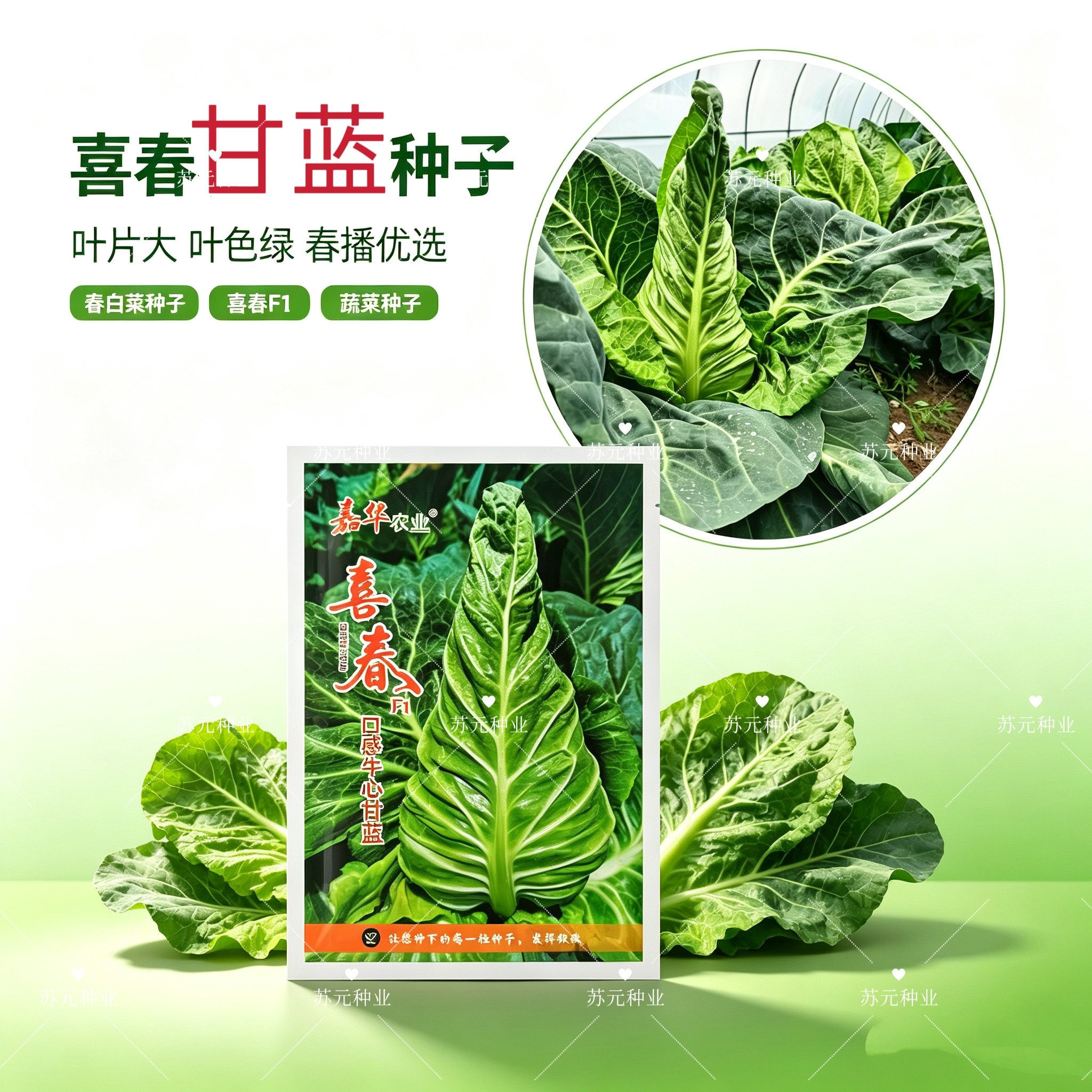 喜春F1中熟杂交口感牛心甘蓝种子瘦尖形球色绿结球紧实耐抽薹抗病