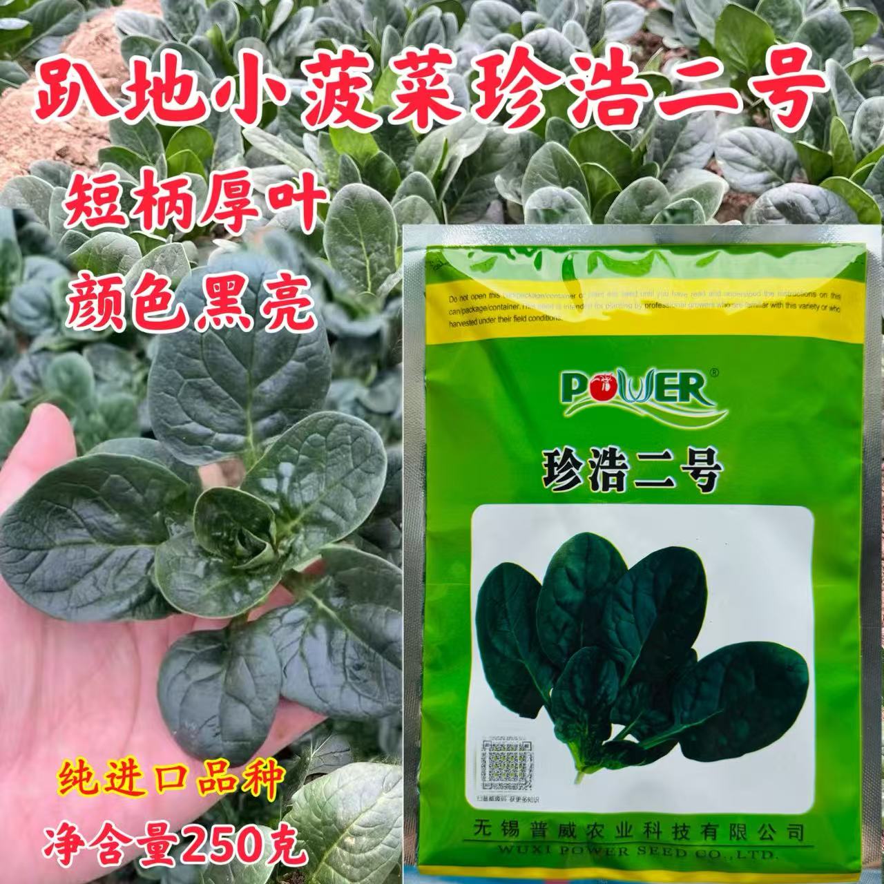 珍浩二号进口趴地菠菜普威大圆叶黑亮短柄抗霜霉病菠菜种子春秋播