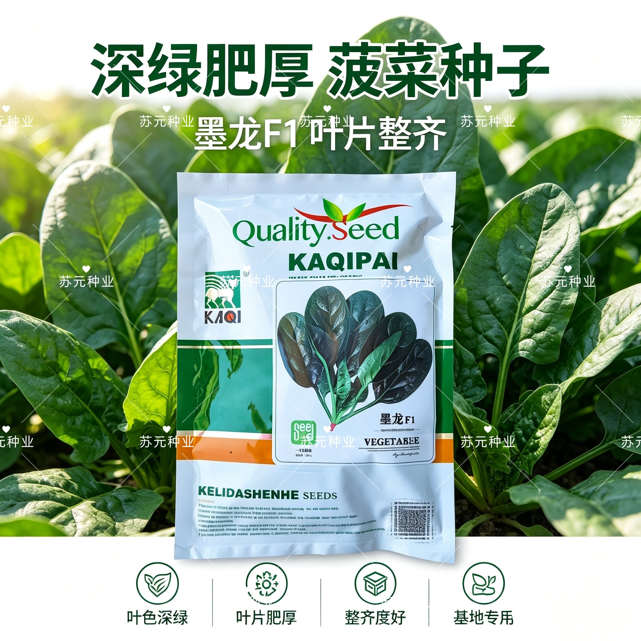 卡其墨龙菠菜种子杂交一代墨绿菠菜种子耐热耐寒抽苔晚无涩味直立