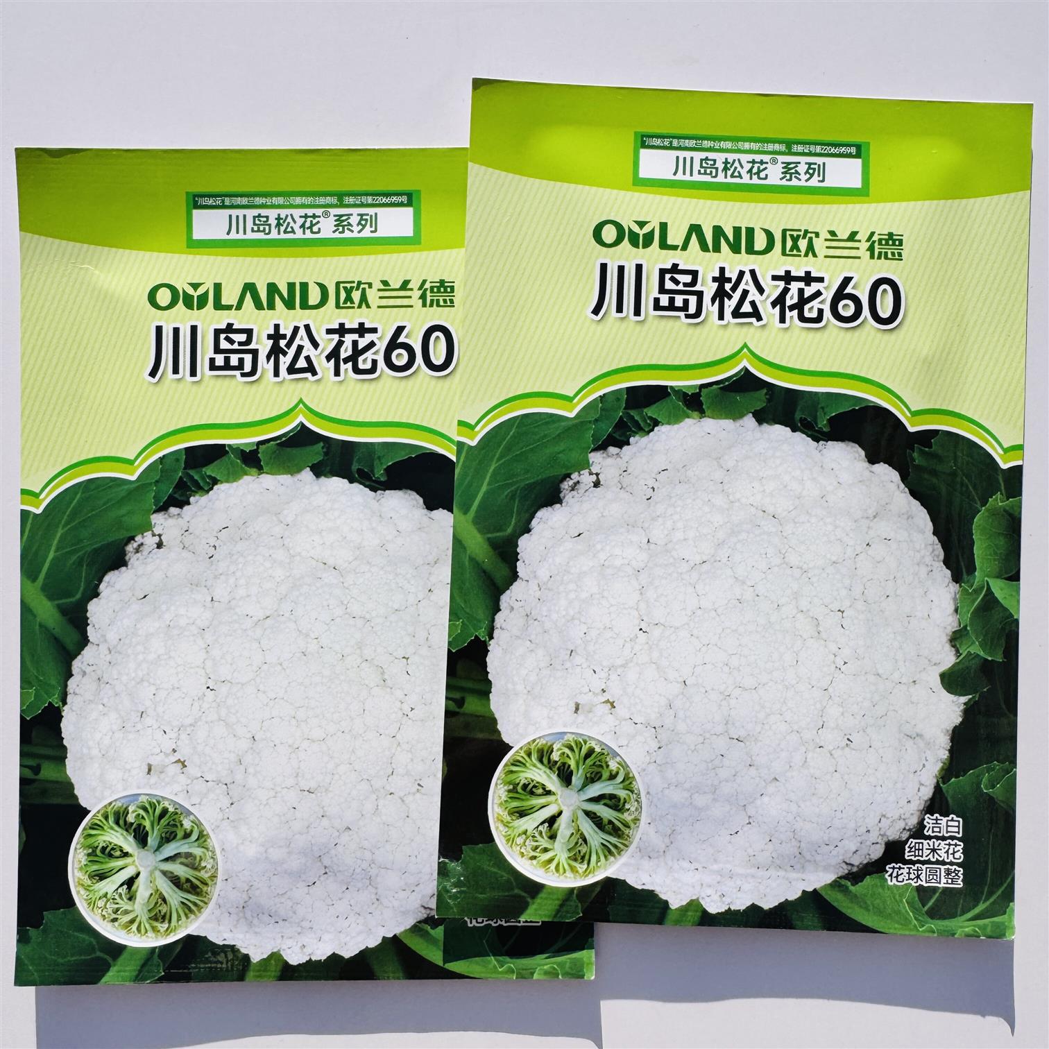 川岛松花60花椰菜种子早熟松花菜种子细米花洁白美观花球松大耐热