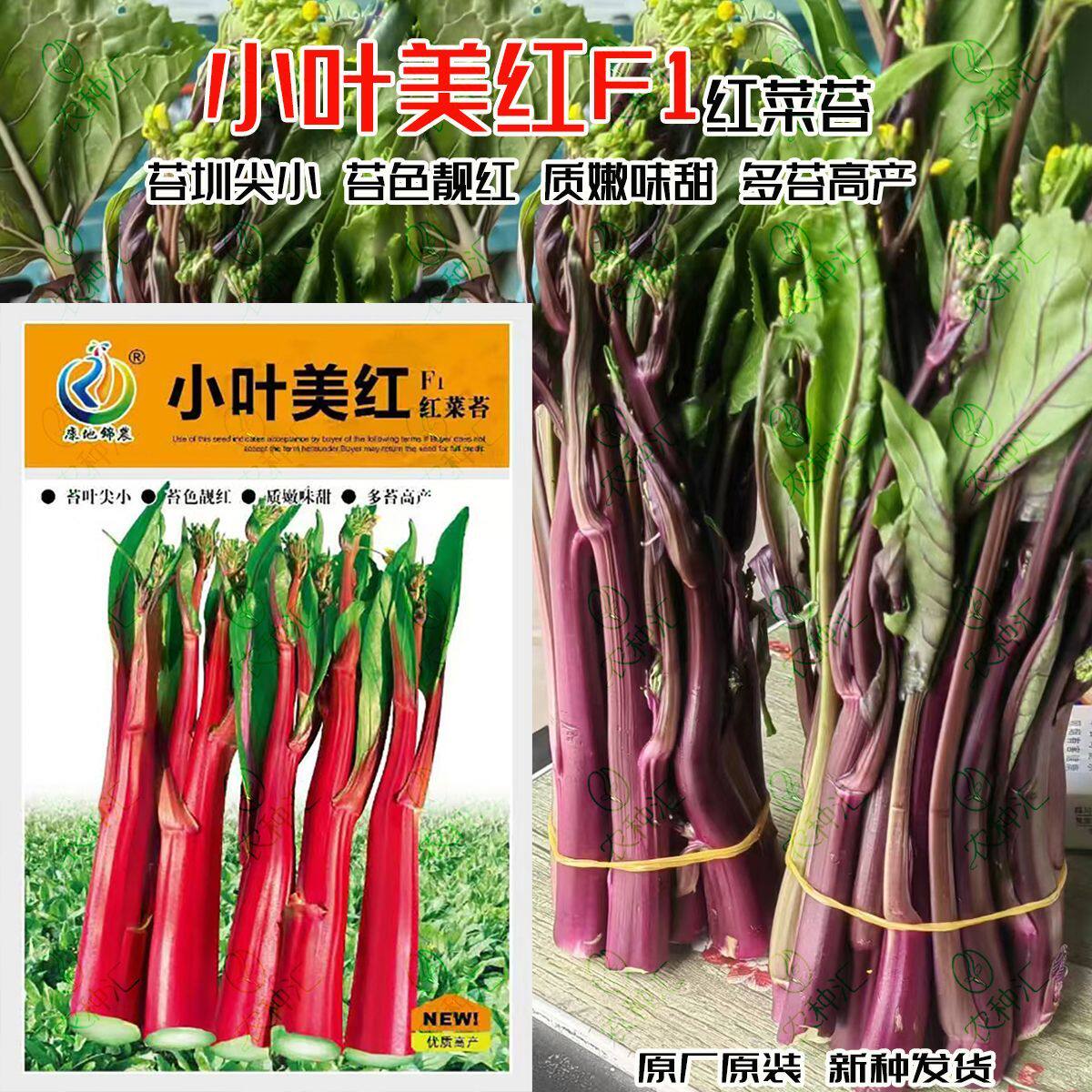 康地小叶美红红菜苔种子早熟口感微甜耐寒抗病多苔丰产红菜苔种籽