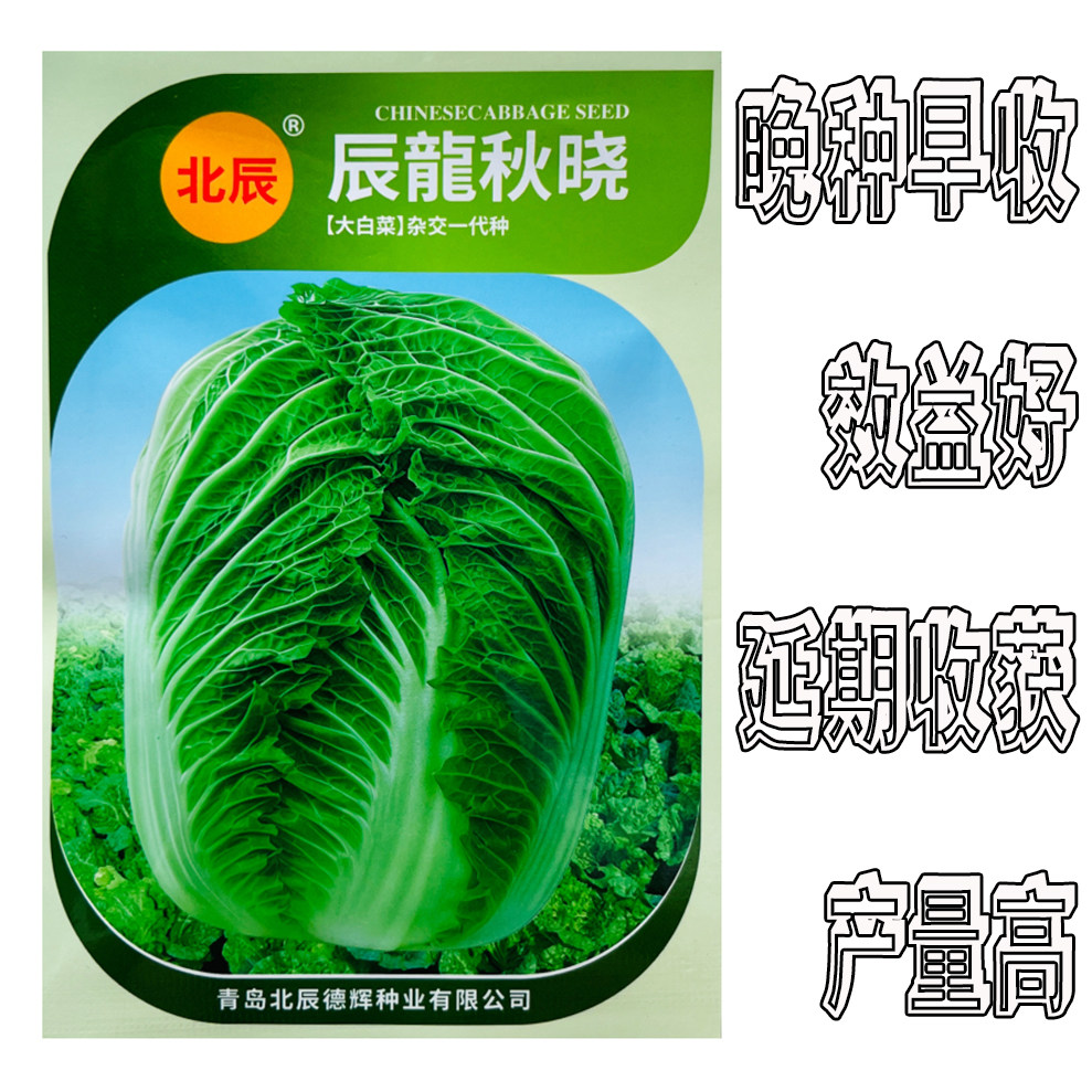 早熟秋晓大白菜种子晚种早收大白菜种子秋播种大白菜种子基地种植