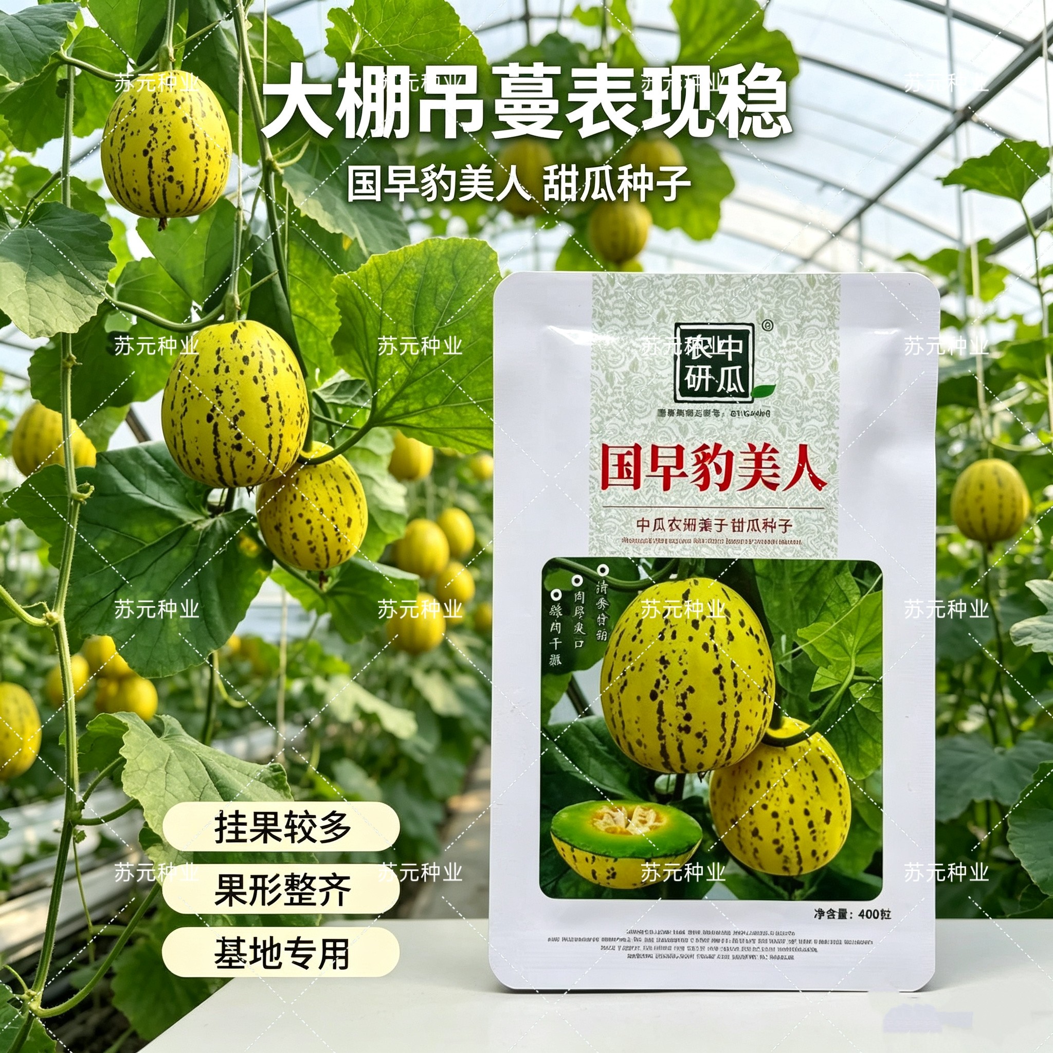 国早豹美人薄皮甜瓜种子一代杂交早熟甜瓜清香甘甜抗病高产绿肉瓤