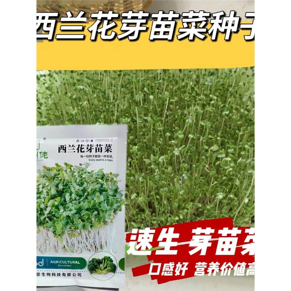 西兰花芽苗菜种子速生水培芽苗菜营养价值高口感好蔬菜种子