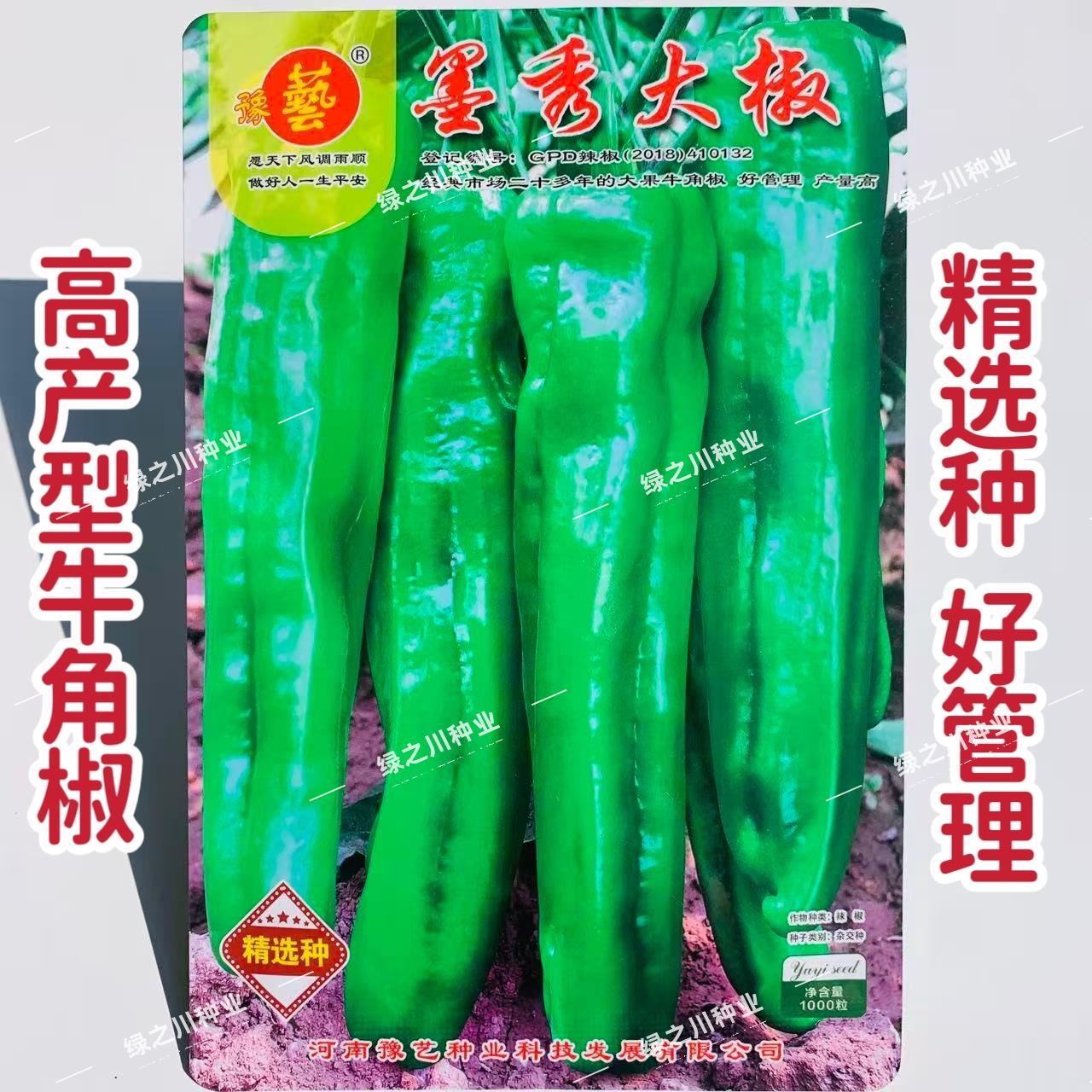 墨秀大椒种子大果高产牛角椒种子抗病强耐贮运春秋青椒种籽