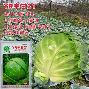 YR中甘21甘蓝种子一代杂交早熟春甘蓝种子耐裂椭圆形包菜种子