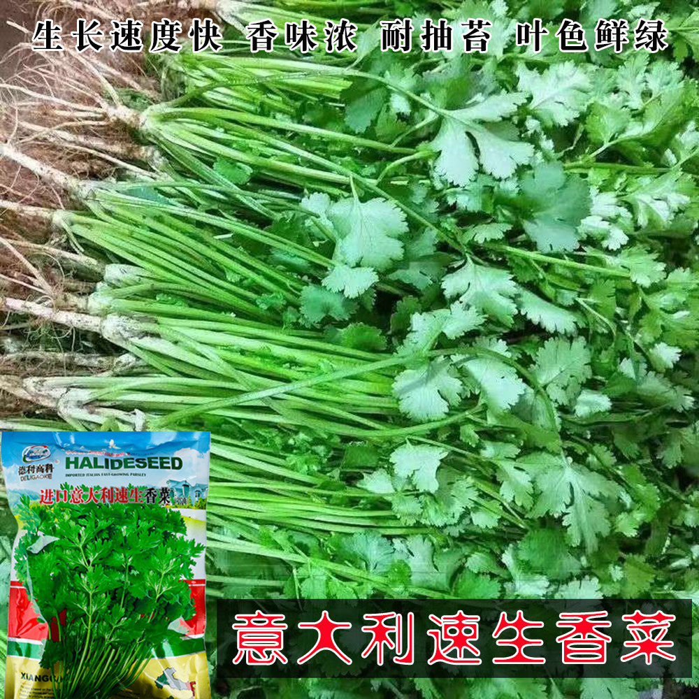 意大利速生香菜早速生大叶香菜三天出耐热耐抽苔四季播蔬菜种籽