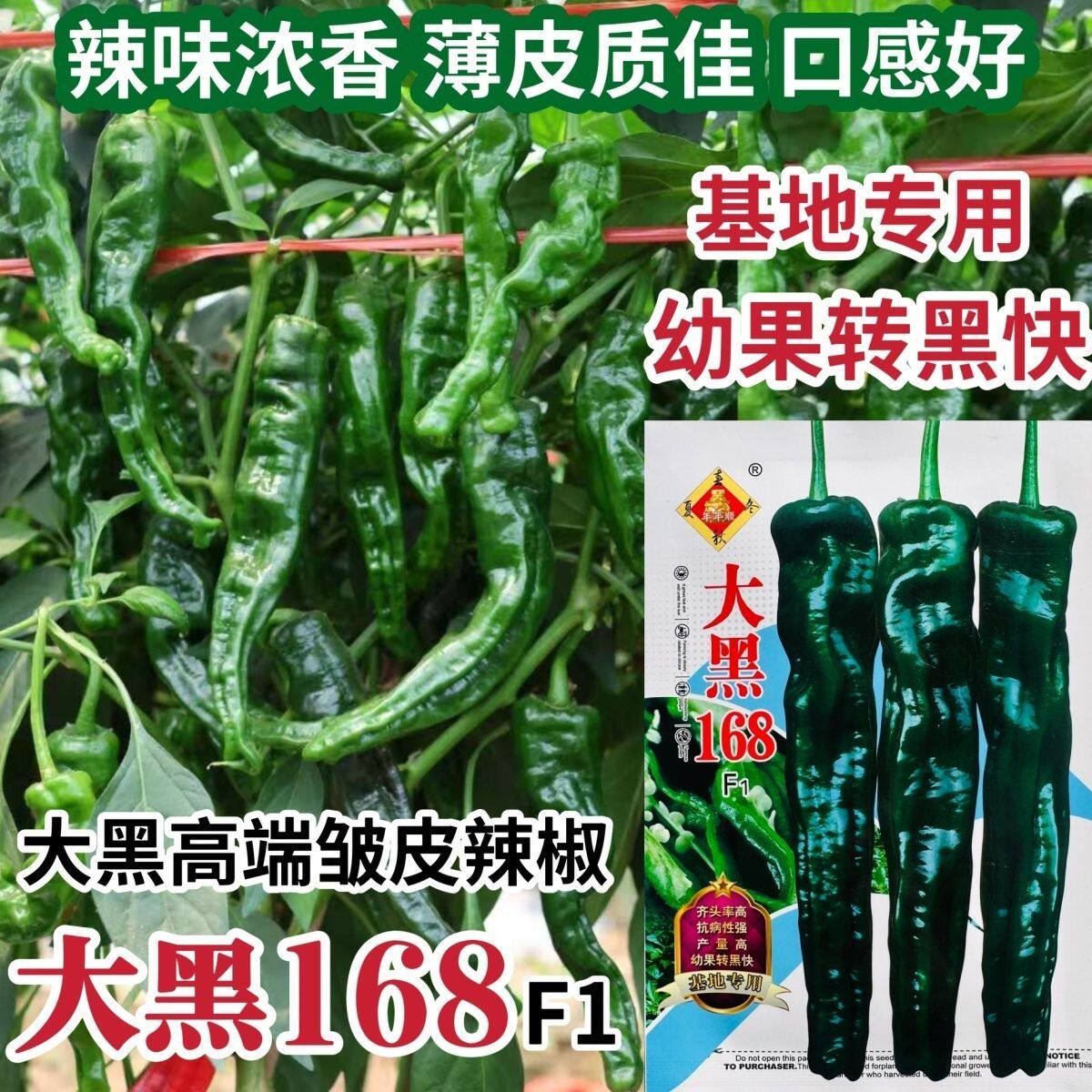大黑168皱皮椒种子香辣皱皱椒种籽高产大果抗病薄皮特辣大黑皱皮