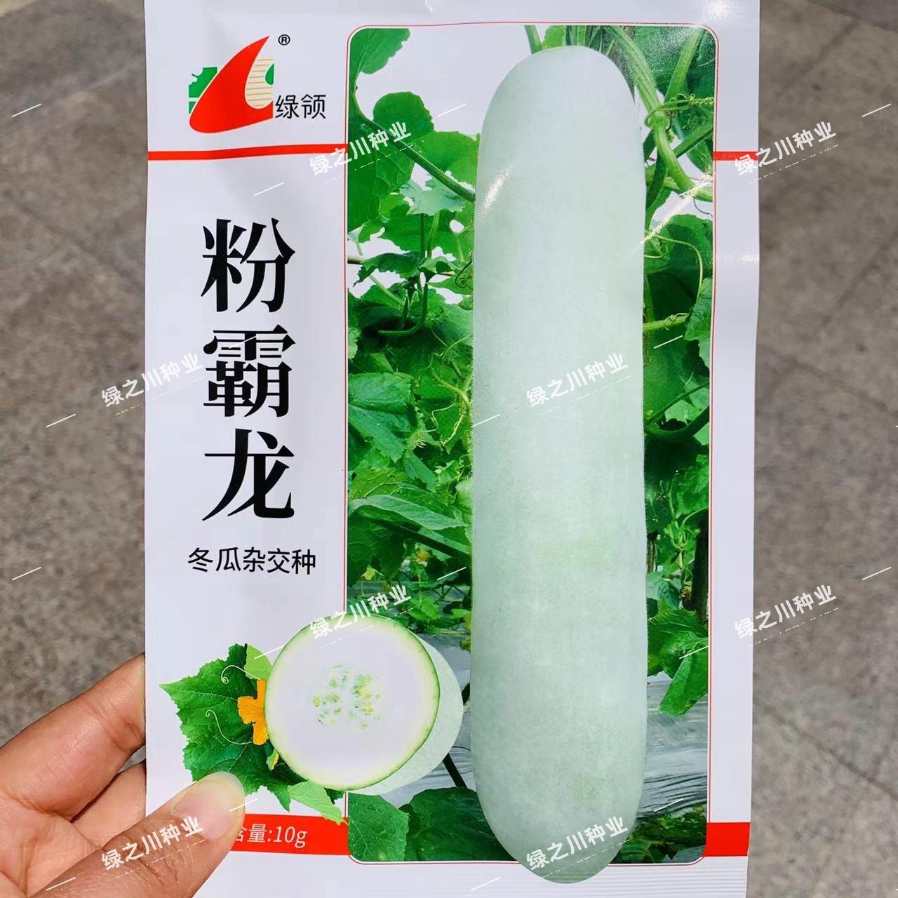 粉霸龙冬瓜种子杂交种圆柱形小肉粉皮大冬瓜种子高产耐贮运