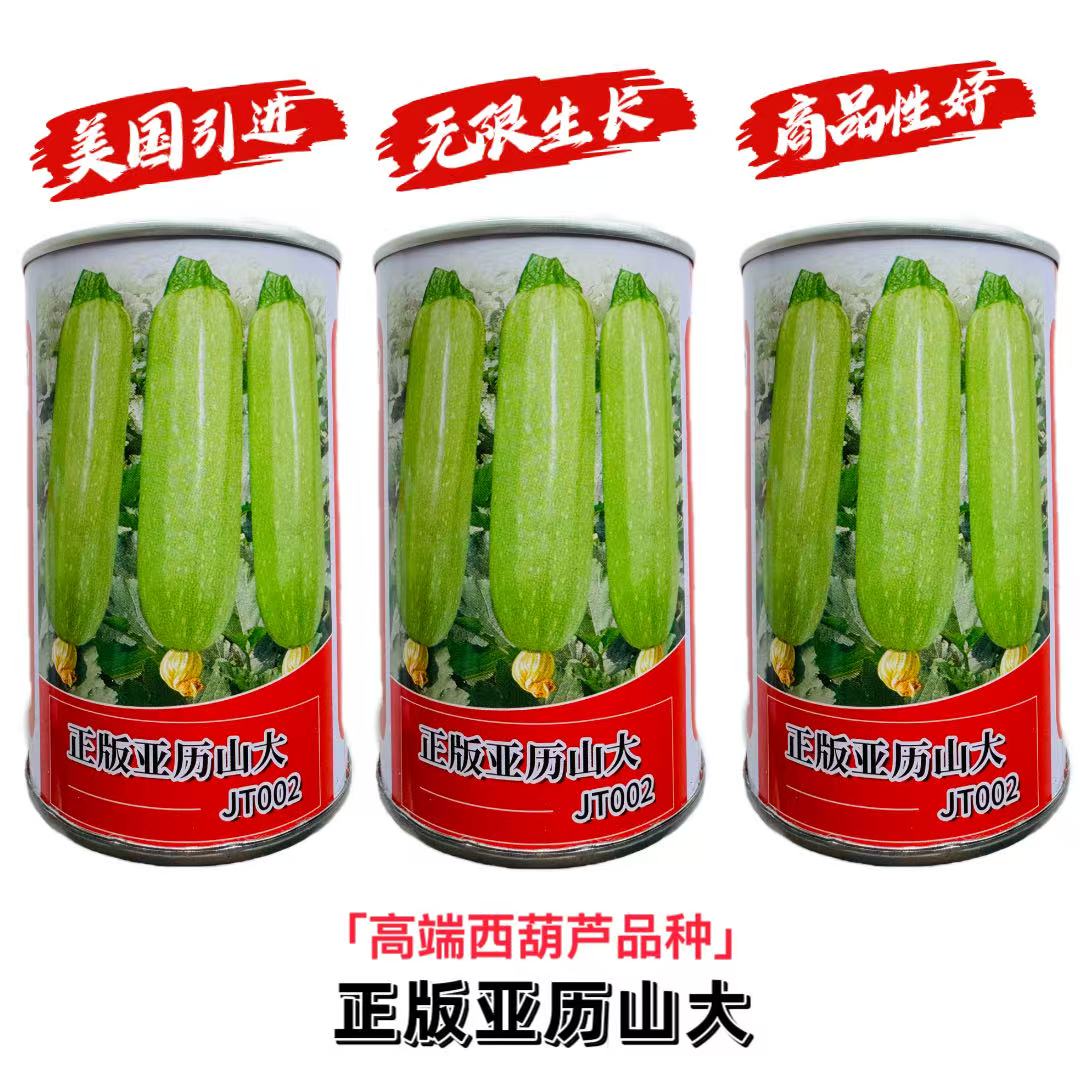 正版亚历山大西葫芦种子籽抗病毒杂交春秋播耐低温弱光蔬菜种苗子