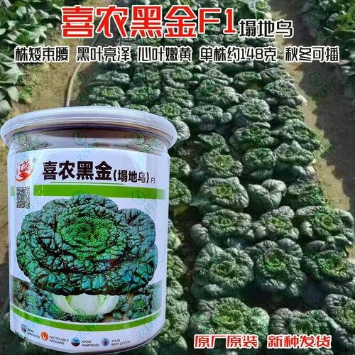 喜农黑金F1塌地乌种子杂交乌塌菜矮棵耐寒黑心乌秋冬蔬菜种籽