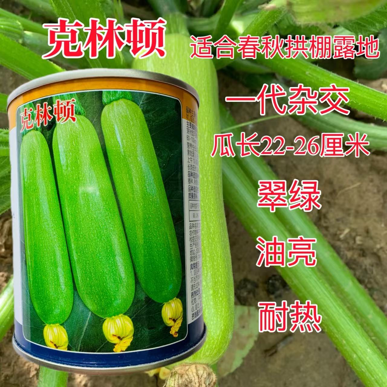 克林顿西葫芦种子中早熟高产翠绿油亮长棒形耐低温丰产抗病大田孑