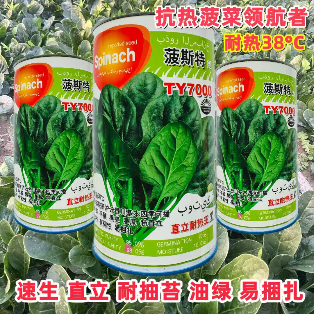 菠斯特TY7000菠菜种子直立耐热王抗病四季菠菜种籽黑亮肥厚耐抽苔