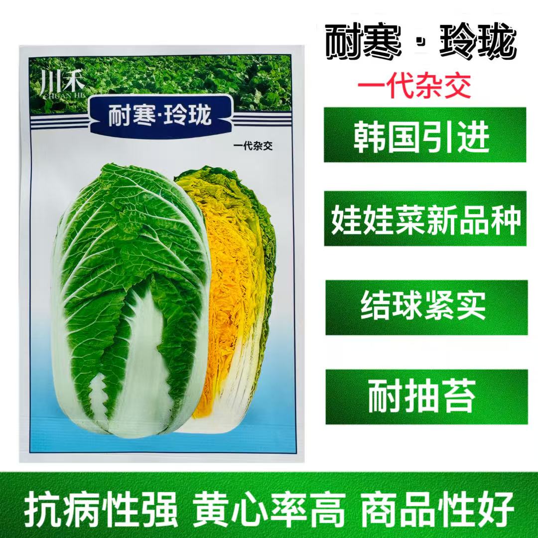 耐寒玲珑黄心娃娃种子杂交绿叶黄心口感好大白菜籽早熟抗病秋季播