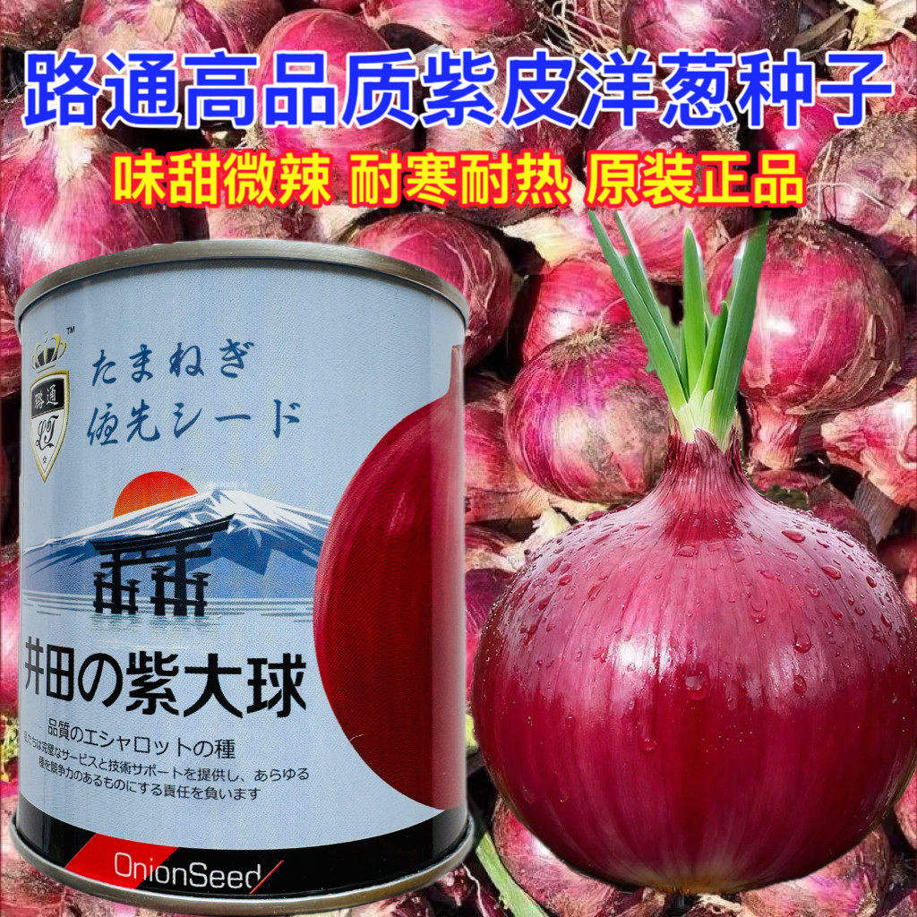 井田紫大球紫红皮洋葱种子特大秋季盆栽葱种圆葱扁圆紫色蔬菜种籽