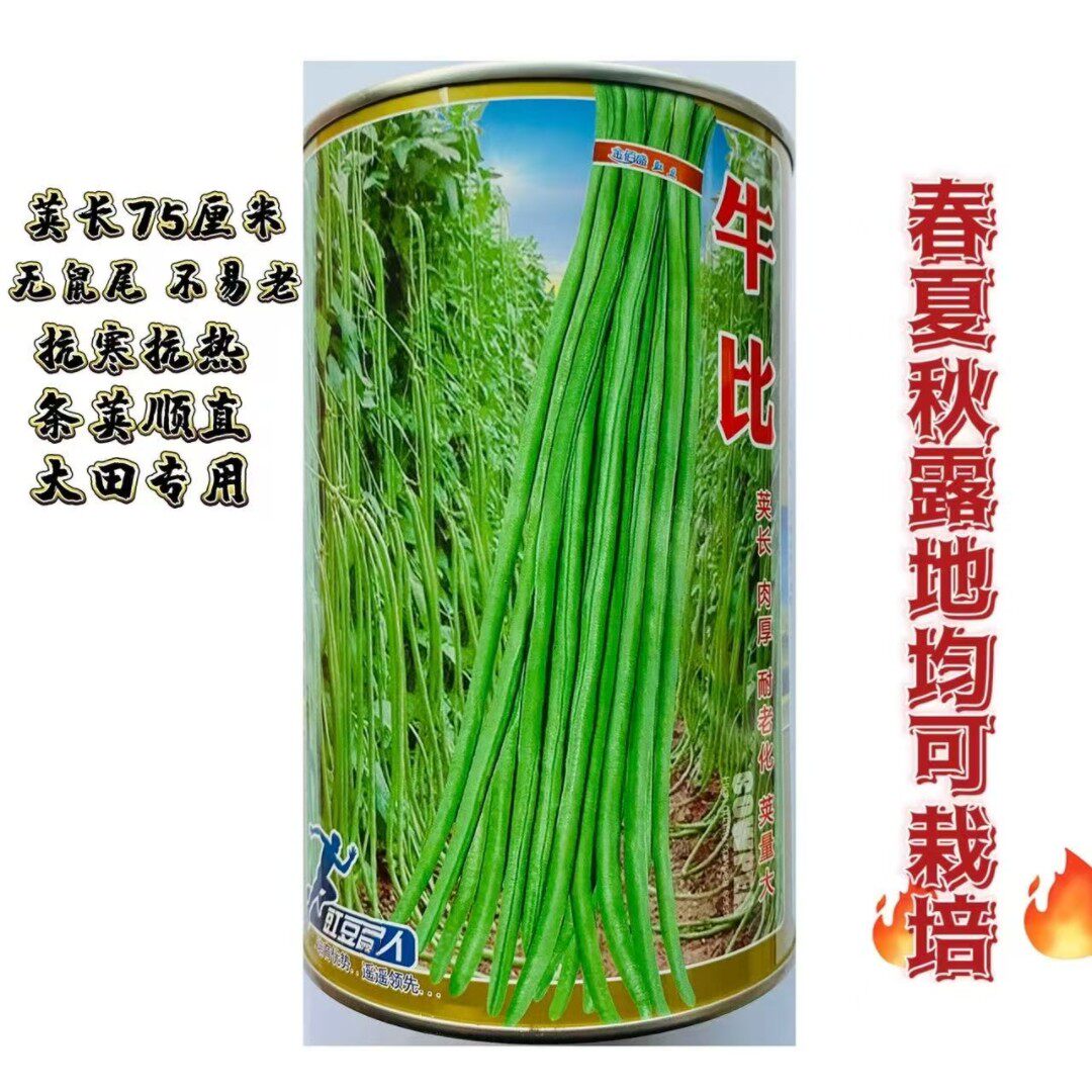 豇豆种子牛比长豆角种籽农家春秋播种肉厚耐老化丰产耐热豆角种孑