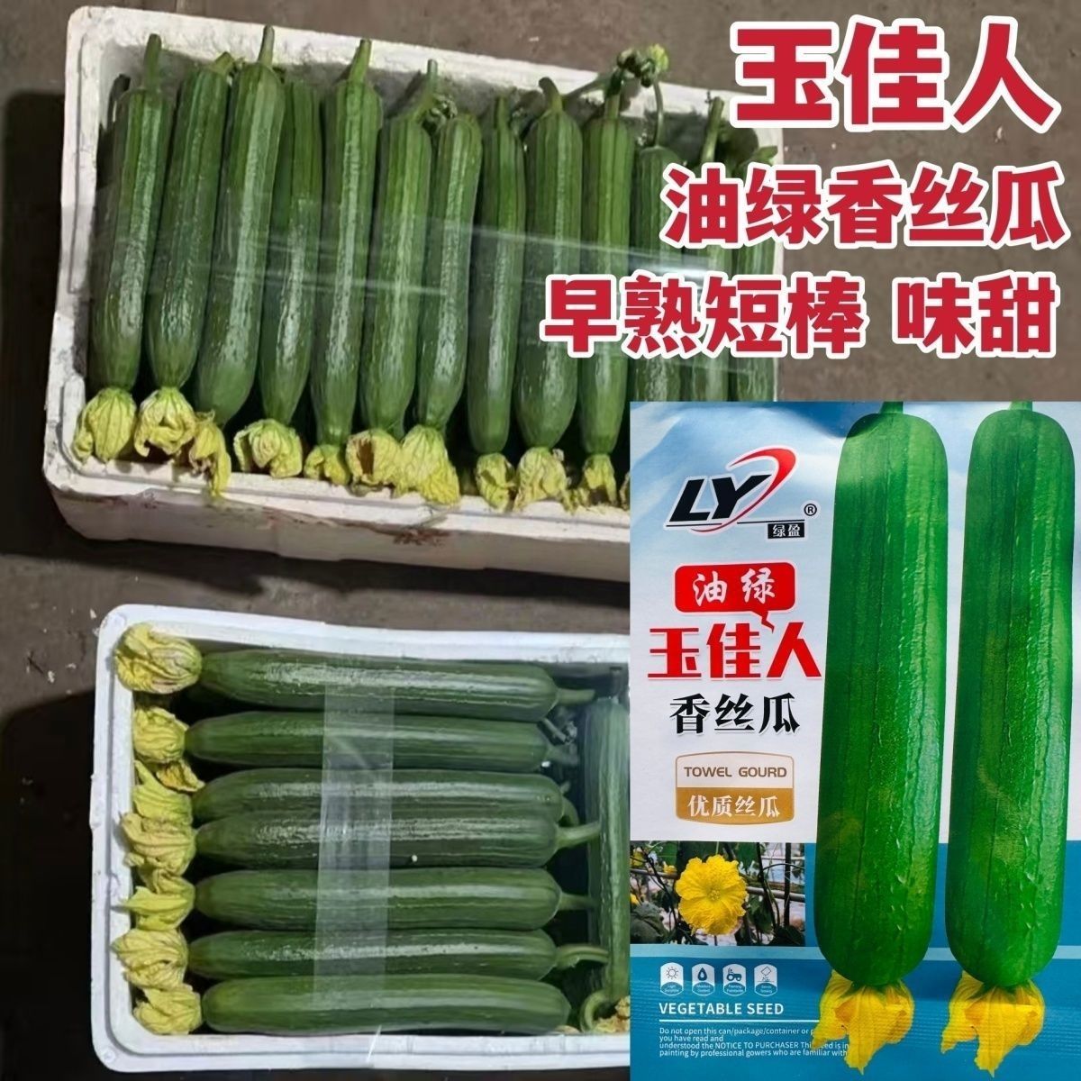 油绿玉佳人香丝瓜种子早熟绿油皮短棒丝瓜种子味甜油皮香丝瓜种子