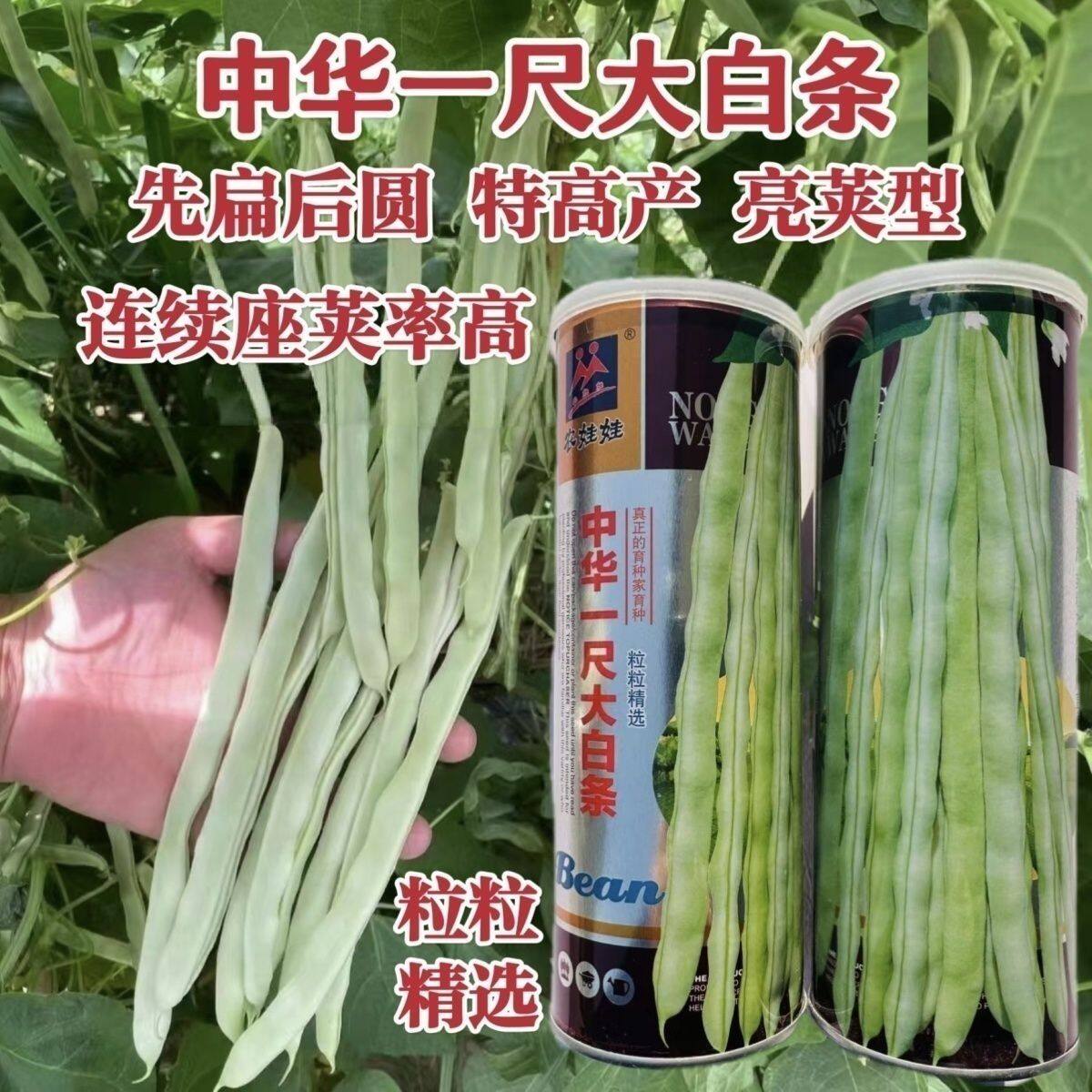 中华一尺大白条中早熟架豆芸豆种子白花白荚高产抗病豆角基地用种
