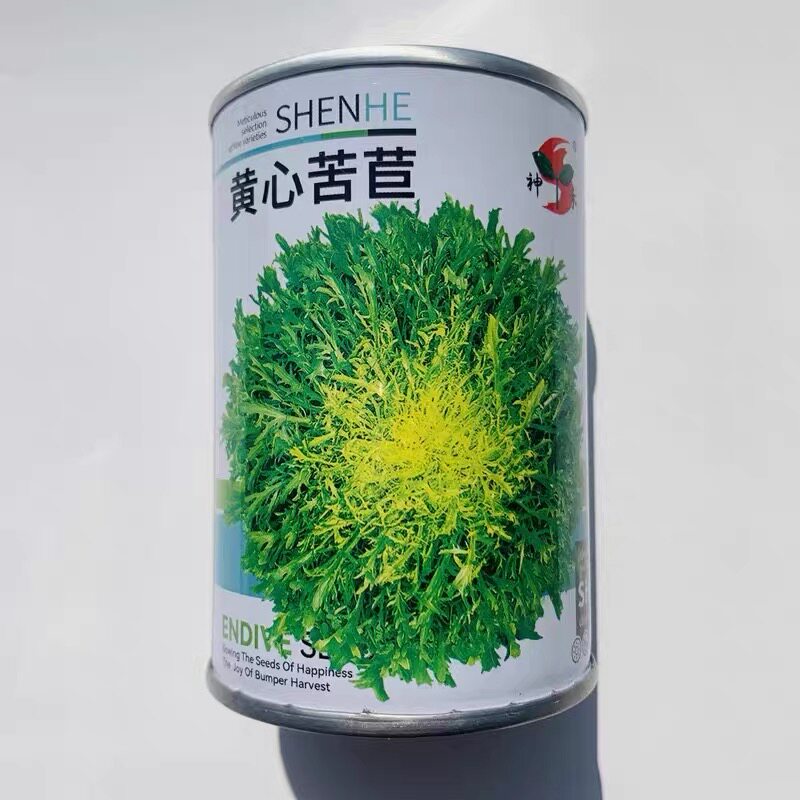黄心苦苣种子四季蔬菜阳台庭院盆栽水果蔬果籽碎叶菊苣苦苣种籽孑