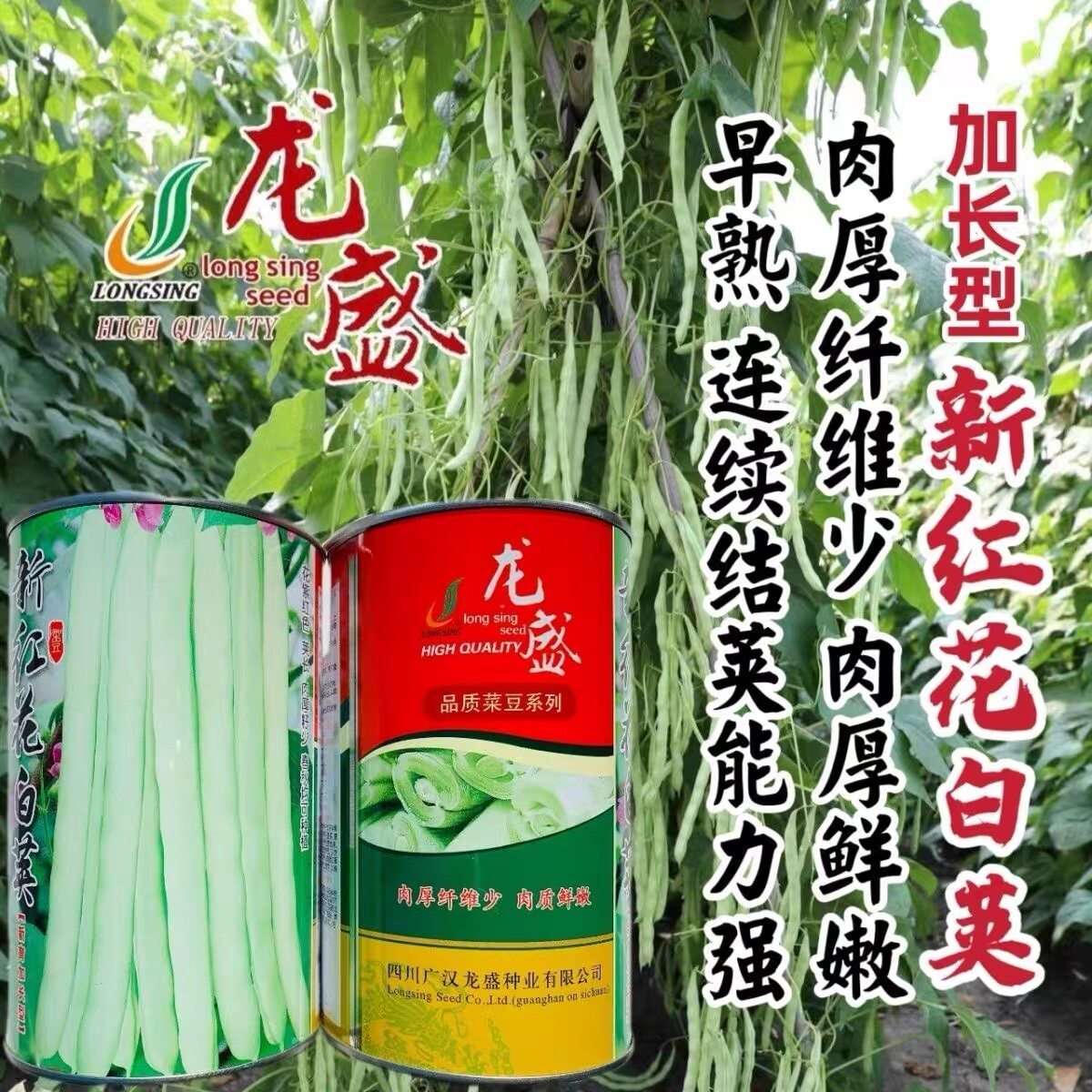 龙盛春秋架豆红花白荚四季豆种子优质早熟高产抗病农家四季播蔬菜