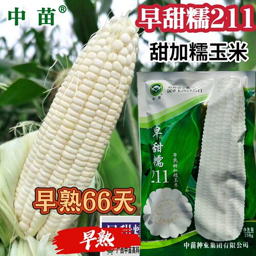 早甜糯211玉米种子糯甜香软商品性好抗倒扶能力强玉米种籽子