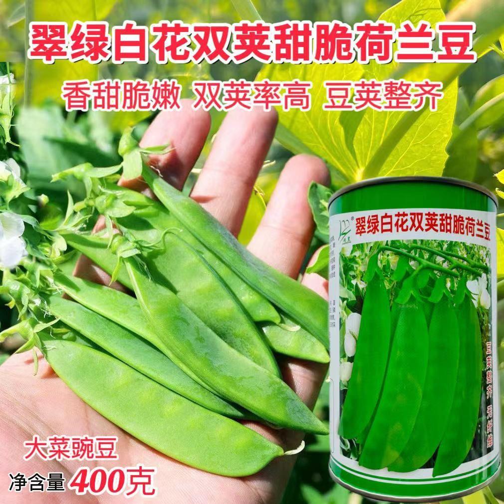 翠绿白花双荚甜脆荷兰豆种子高产甜豌豆种籽秋播农家菜园蔬菜种孑