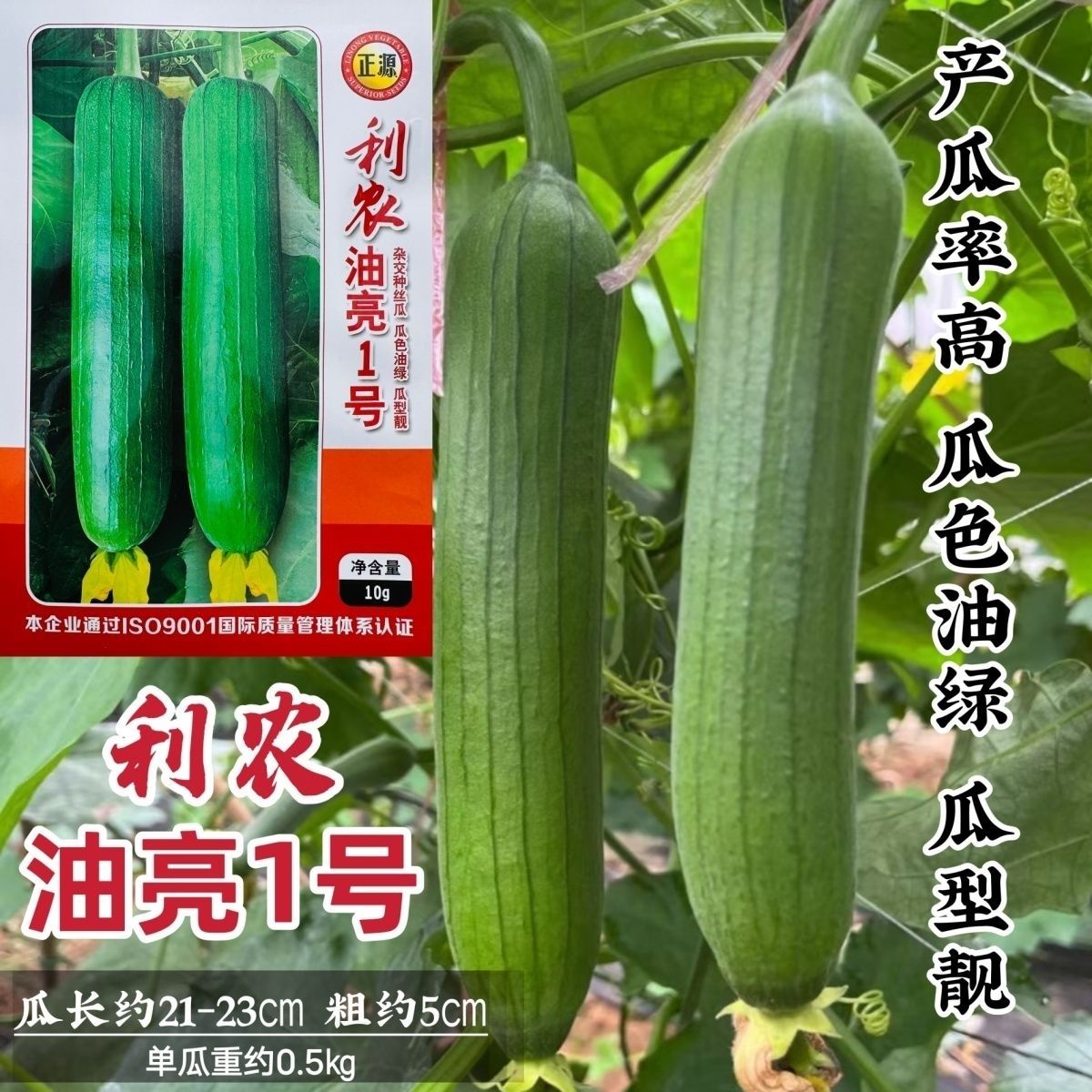 利农油亮1号丝瓜种子早中熟杂交短棒油绿丝瓜种子耐贮运春秋种植