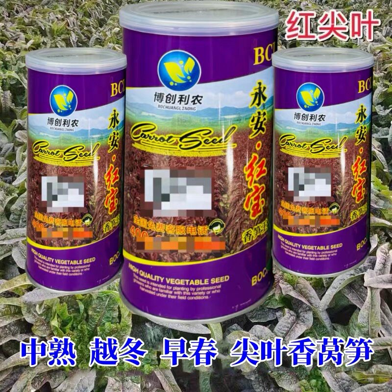 永安红宝香笋王莴笋种子尖叶莴苣皮薄肉脆中熟耐寒越冬蔬菜种籽子