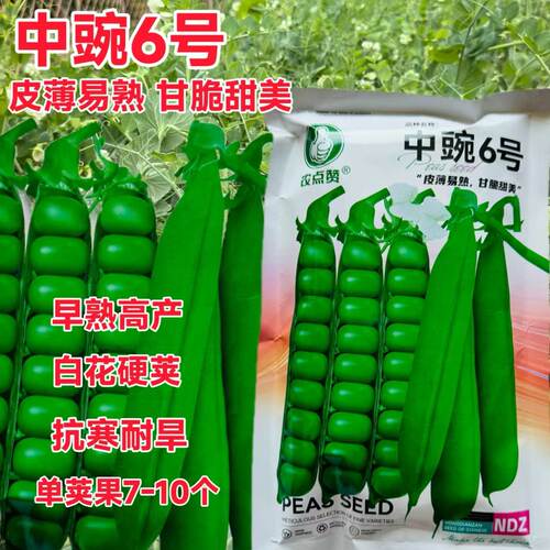 甜脆豌豆种子中碗六号农家四季种植长寿豌豆仁甜豆蔬菜籽 豆荚籽