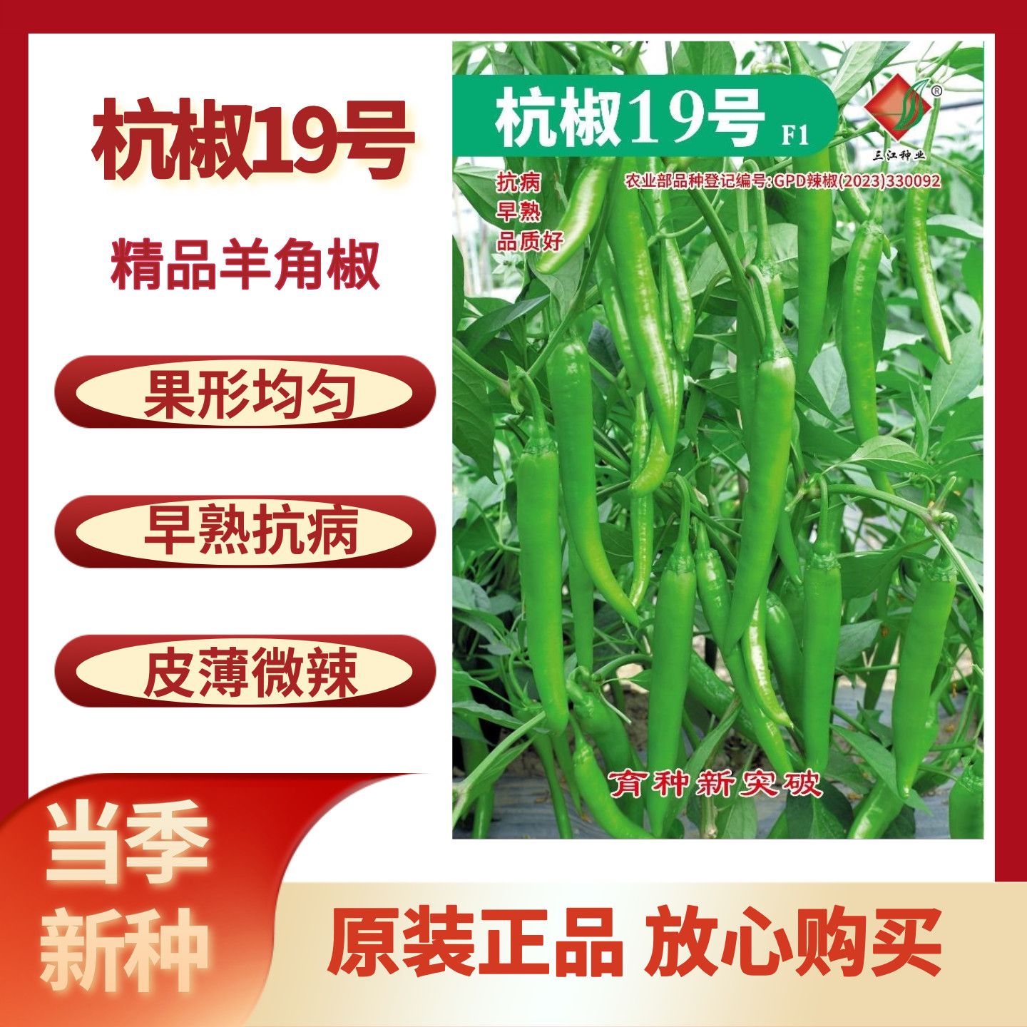 杭椒19号辣椒种子微辣抗病早中熟品质好皮薄嫩椒种子 三江出品