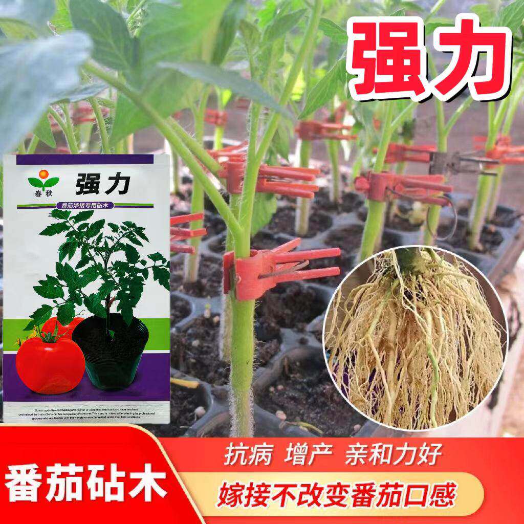 得力番茄嫁接专用砧木种子种籽西红柿亲和力芽率高高产增强抗病性