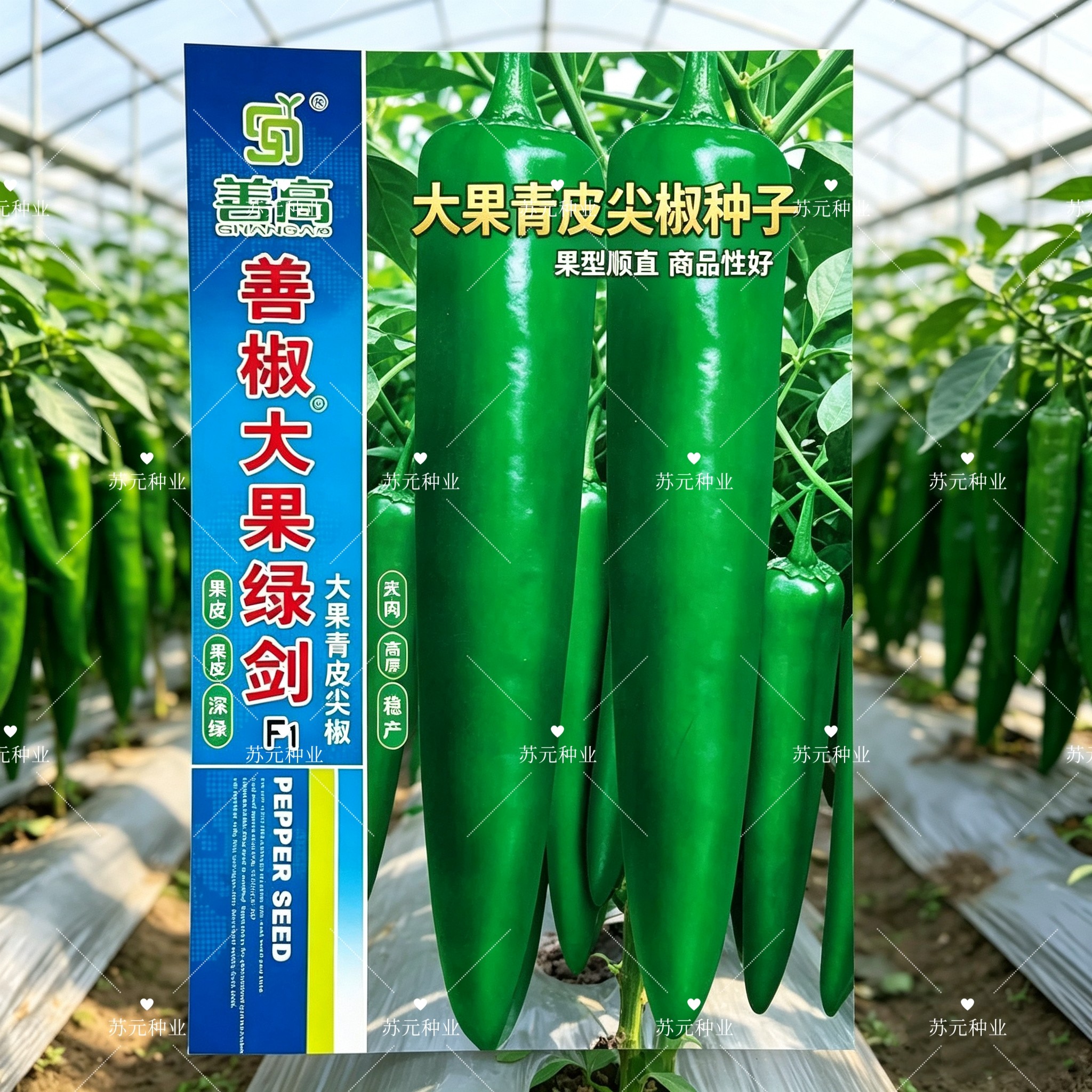 善椒大果绿剑大果青皮尖椒种子软皮肉厚顺直光滑抗病高产辣椒种籽