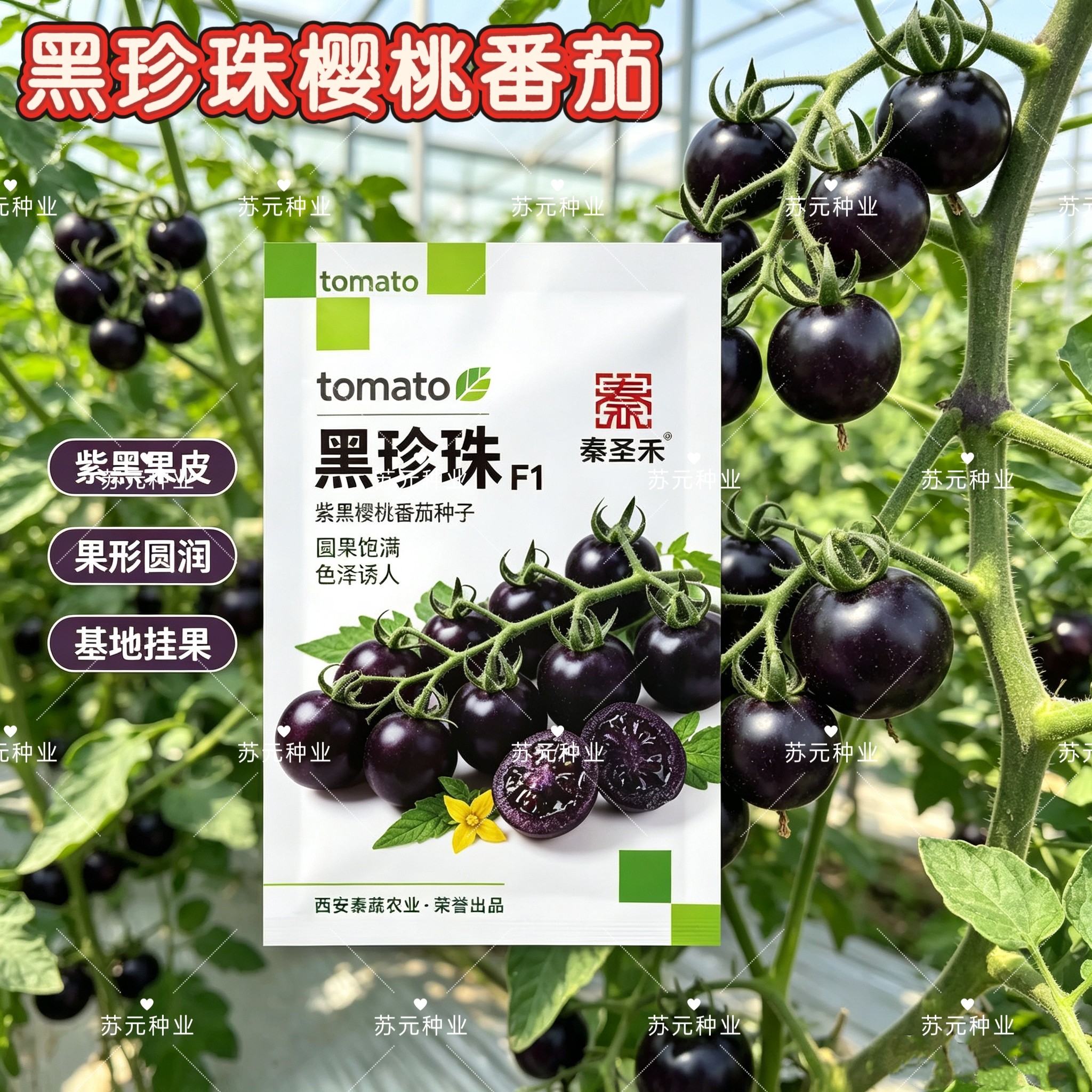 正宗黑珍珠番茄种子樱桃番茄圣女果籽小西红柿黑柿子种子春夏季播