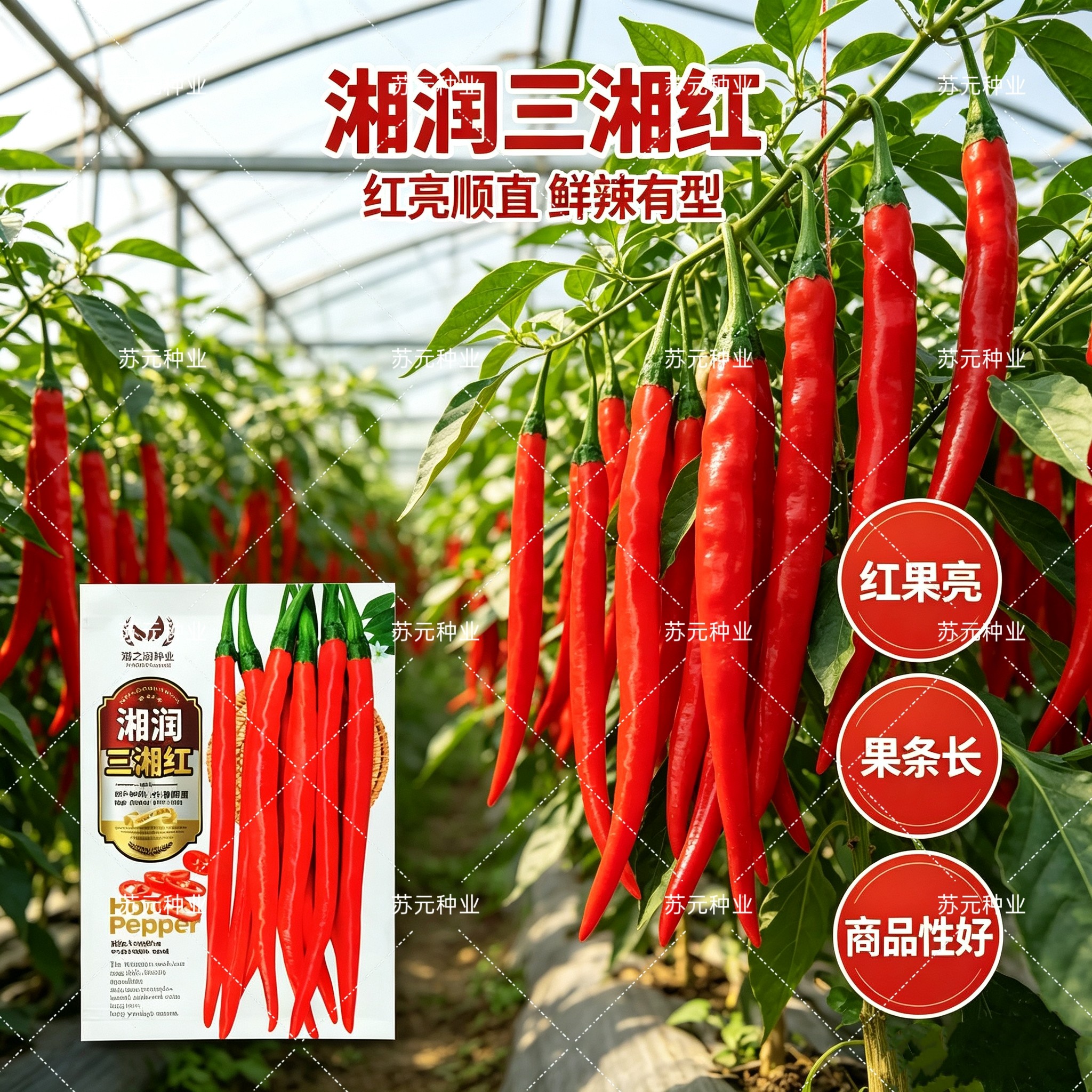 湘润三湘红辣椒种子青红两用早熟线椒皮薄肉厚香辣抗病辣椒蔬菜籽