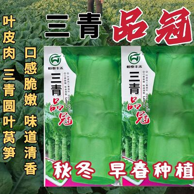 三青品冠中熟三青圆叶莴笋种子青皮青叶青肉清香嫩脆秋冬早春种植