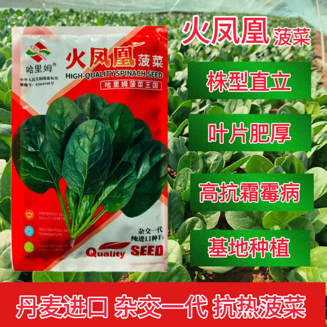 丹麦进口哈里姆火凤凰抗热菠菜种子叶厚大叶耐热耐抽苔菠菜种子